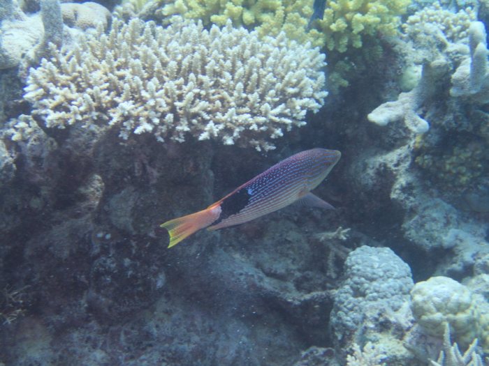 Bodianus loxozonus