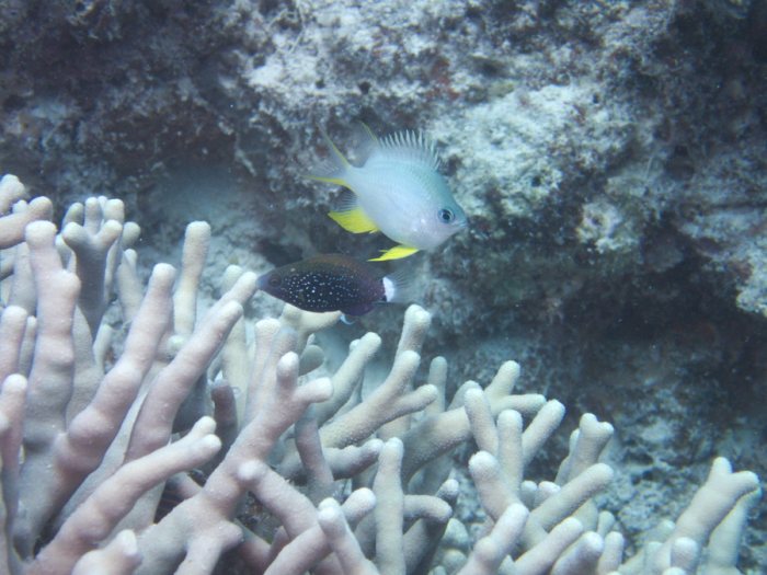 Poissons osseux