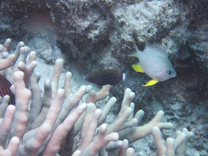 Poissons osseux