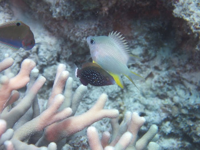 Poissons osseux