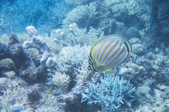 Chaetodon ornatissimus