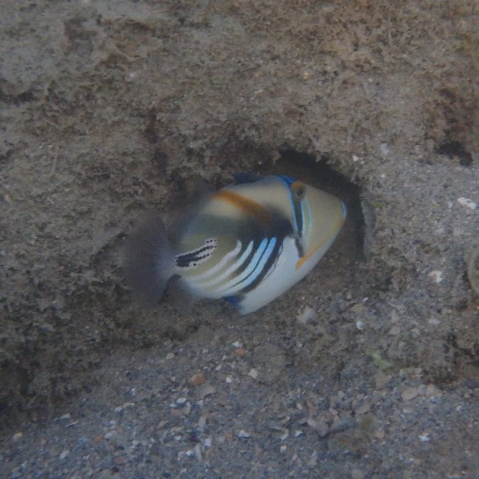 Rhinecanthus aculeatus