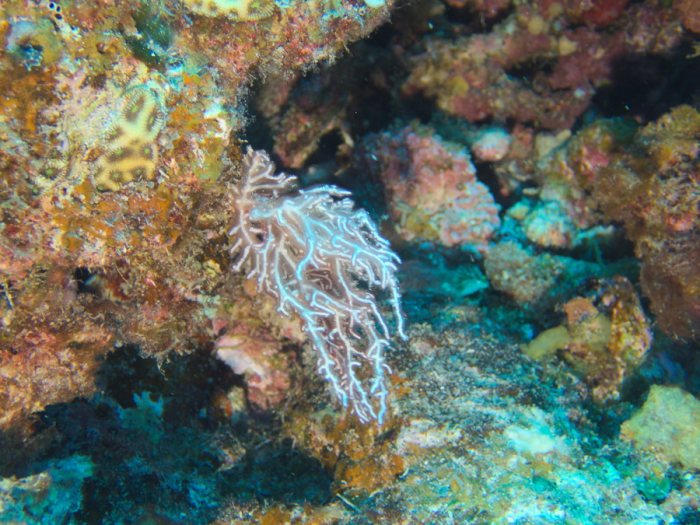 Trichogloea requienii