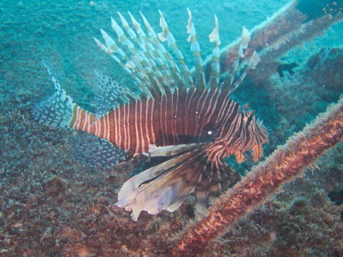 Poisson-scorpion