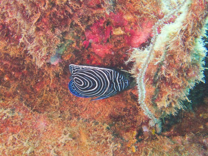 Pomacanthus semicirculatus