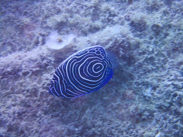 Pomacanthus semicirculatus