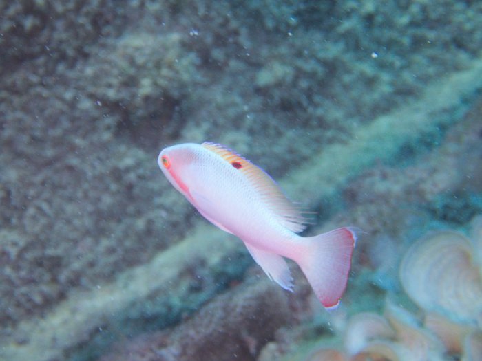 Pseudanthias hypselosoma