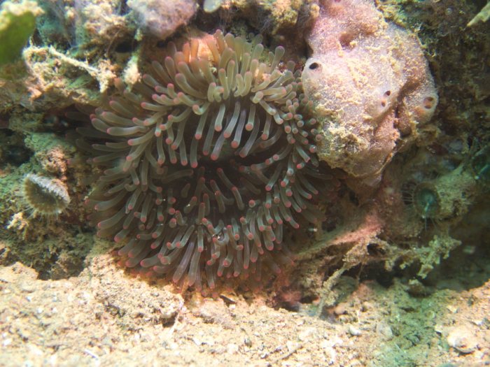 Anémone de mer