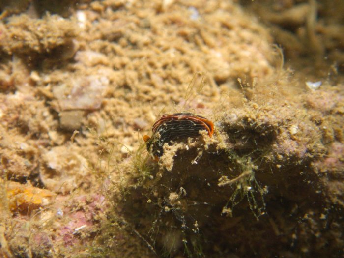 Thuridilla bayeri