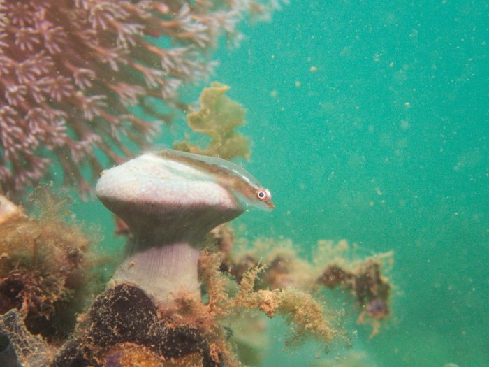 Bryaninops yongei