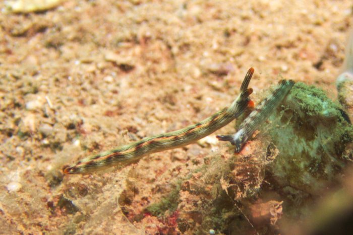 Thuridilla bayeri