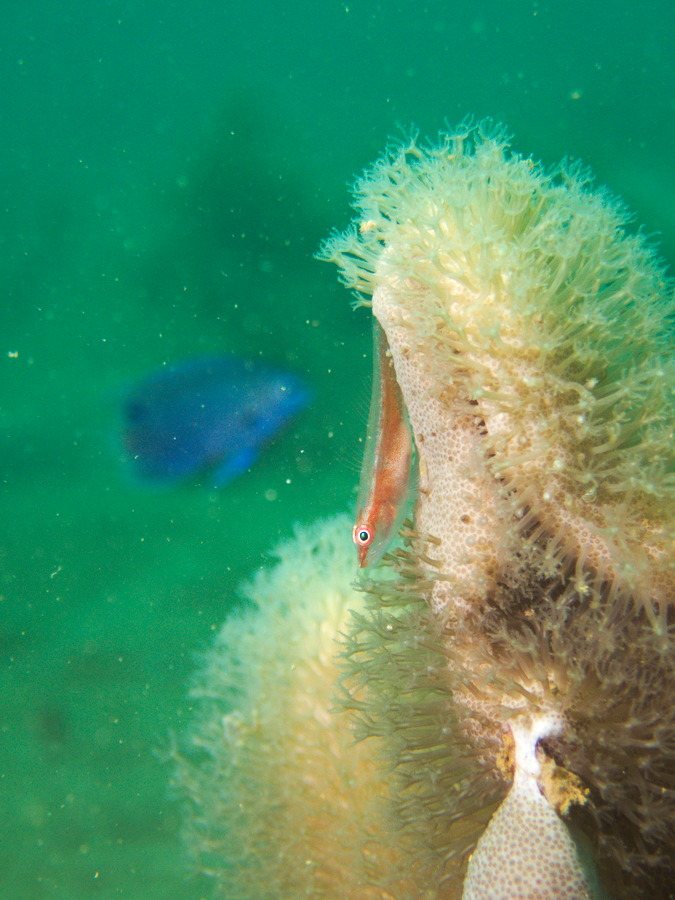 Bryaninops yongei