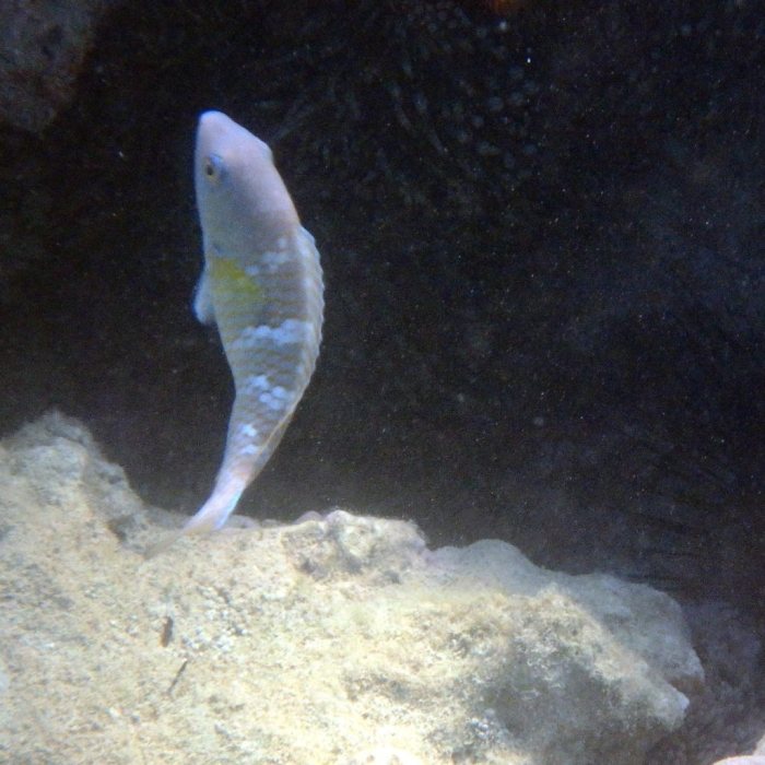 Scarus ghobban