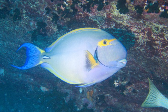 Acanthurus xanthopterus