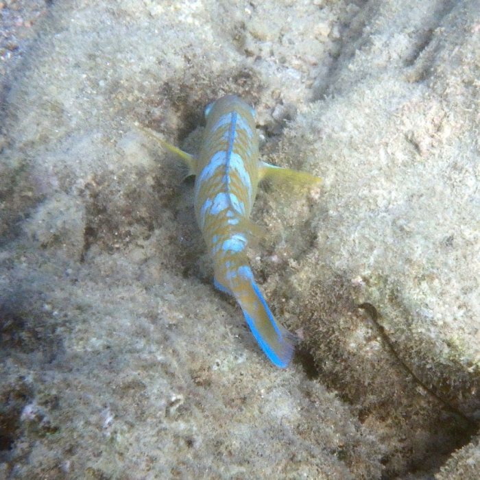 Scarus ghobban