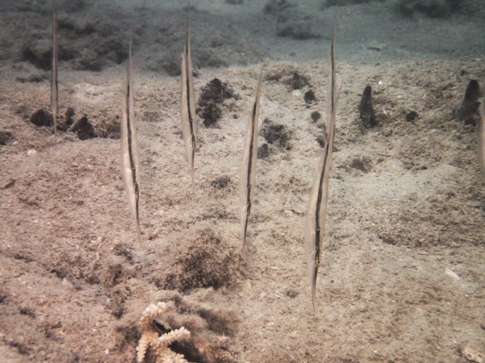 Aeoliscus strigatus