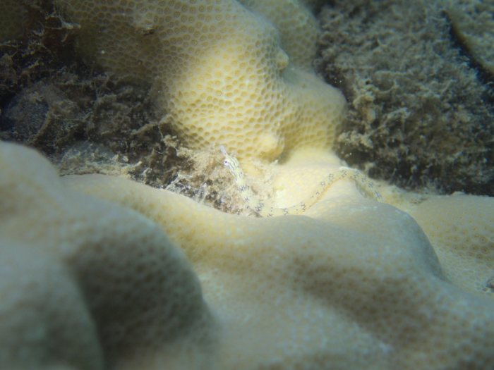 Corythoichthys haematopterus