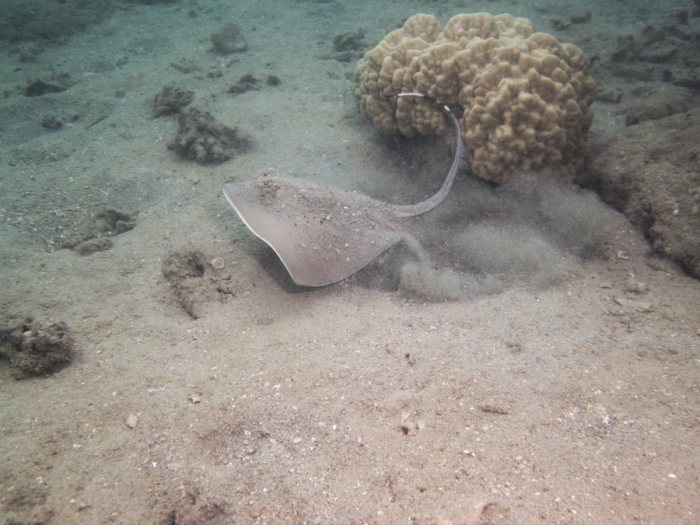Neotrygon kuhlii