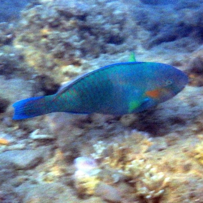 Scarus psittacus