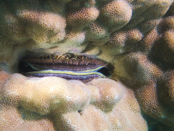 Pedum spondyloideum