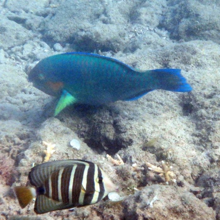 Scarus psittacus