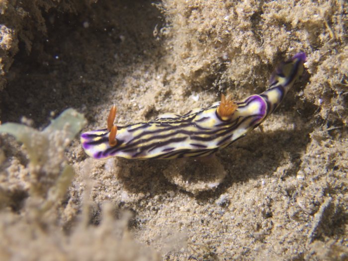 Hypselodoris maritima