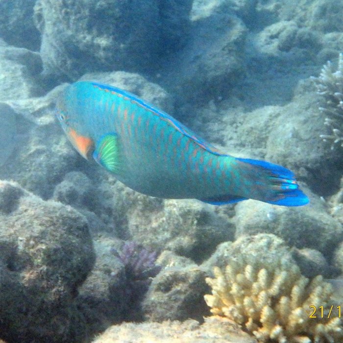 Scarus psittacus