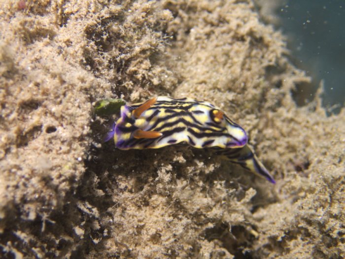 Hypselodoris maritima