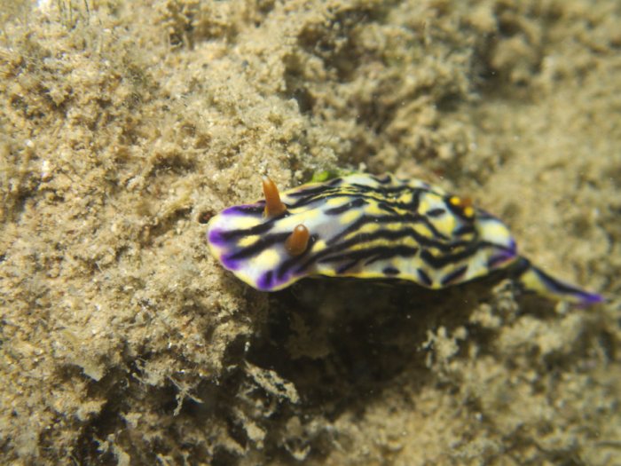 Hypselodoris maritima