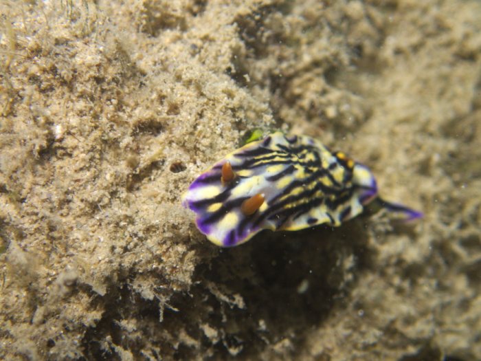 Hypselodoris maritima