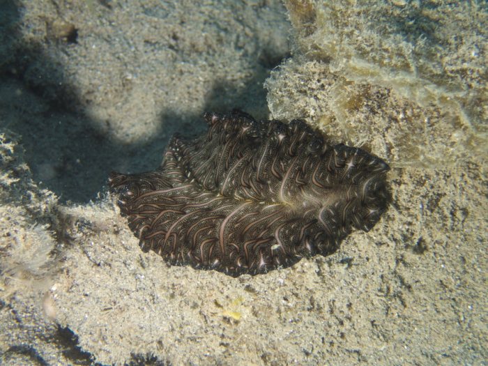Pseudobiceros bedfordi