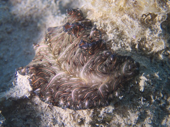Pseudobiceros bedfordi