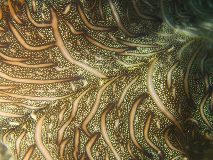 Pseudobiceros bedfordi