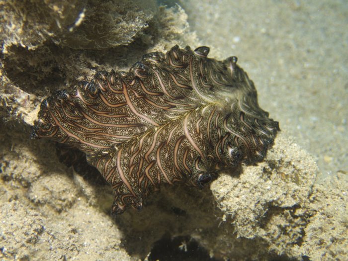 Pseudobiceros bedfordi