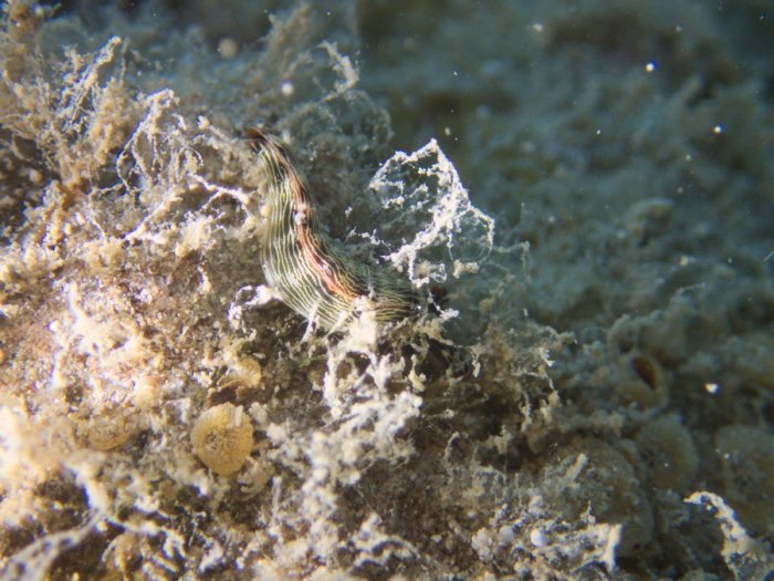 Thuridilla bayeri