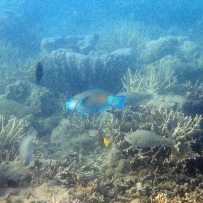Scarus psittacus