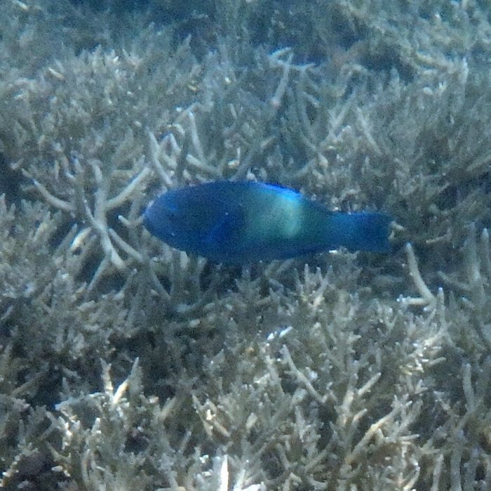 Scarus psittacus
