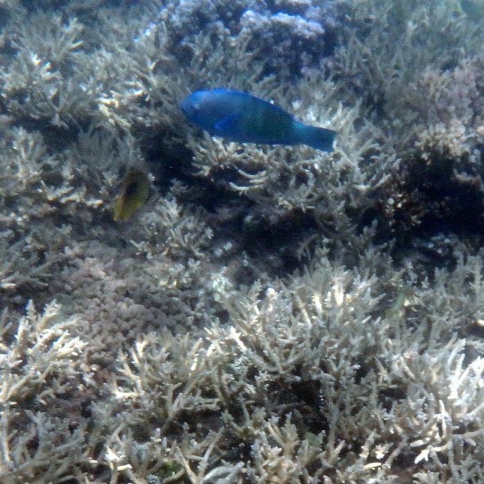 Scarus psittacus