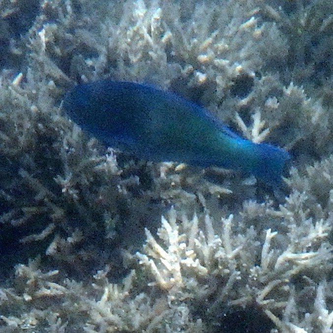 Scarus psittacus