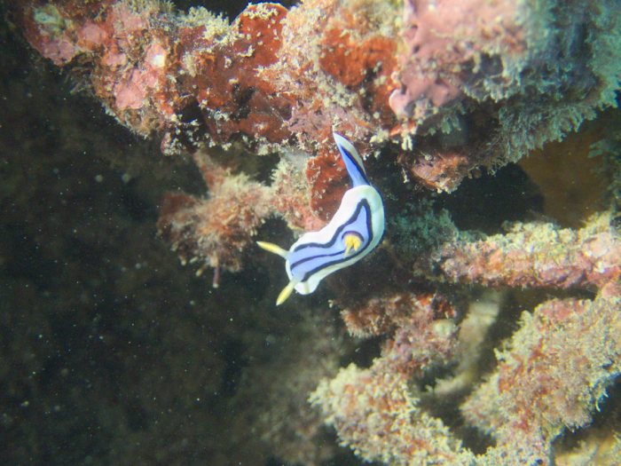 Chromodoris lochi