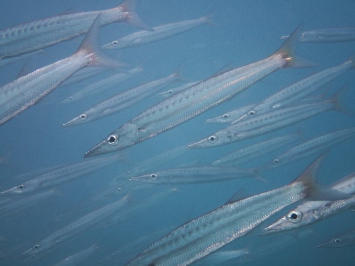 Barracouda