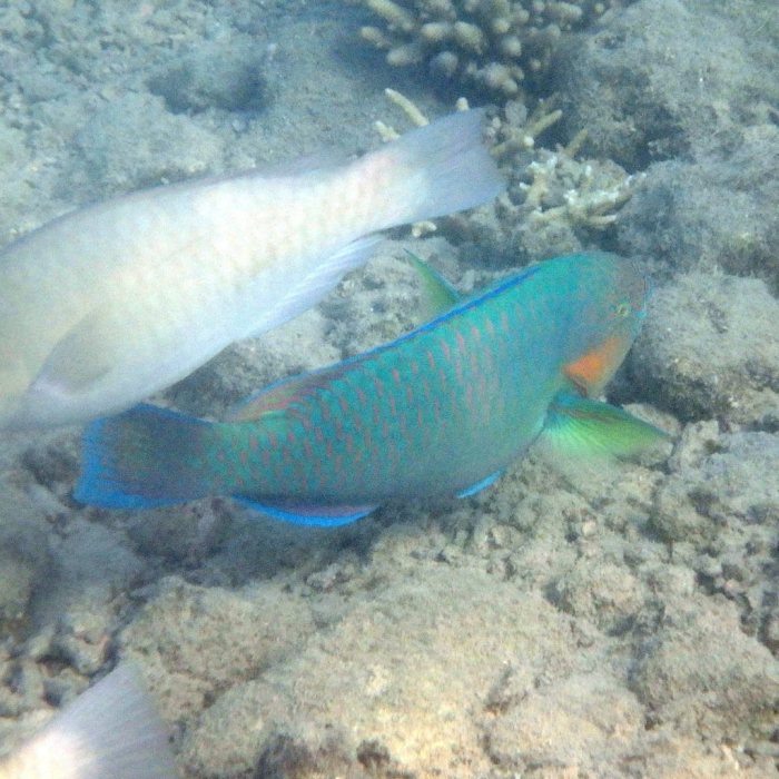 Scarus rivulatus