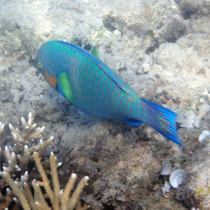 Scarus rivulatus