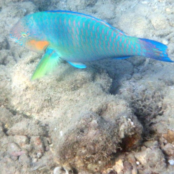 Scarus rivulatus