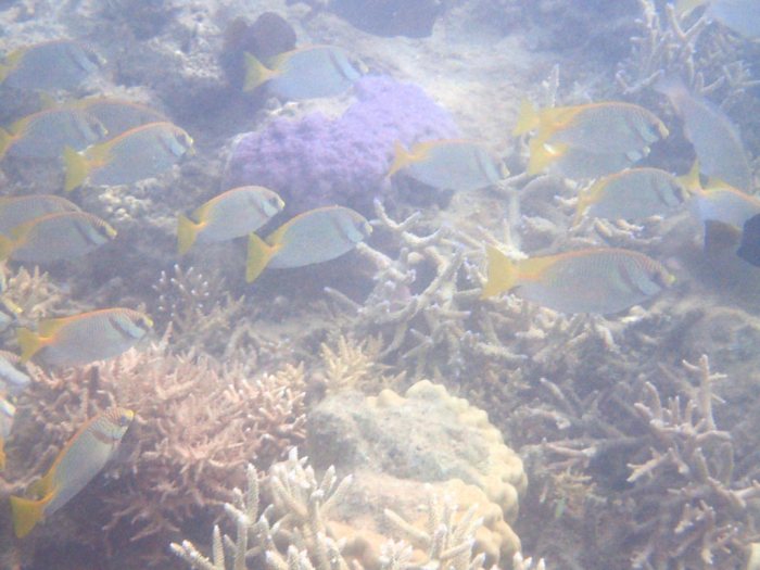 Siganus doliatus