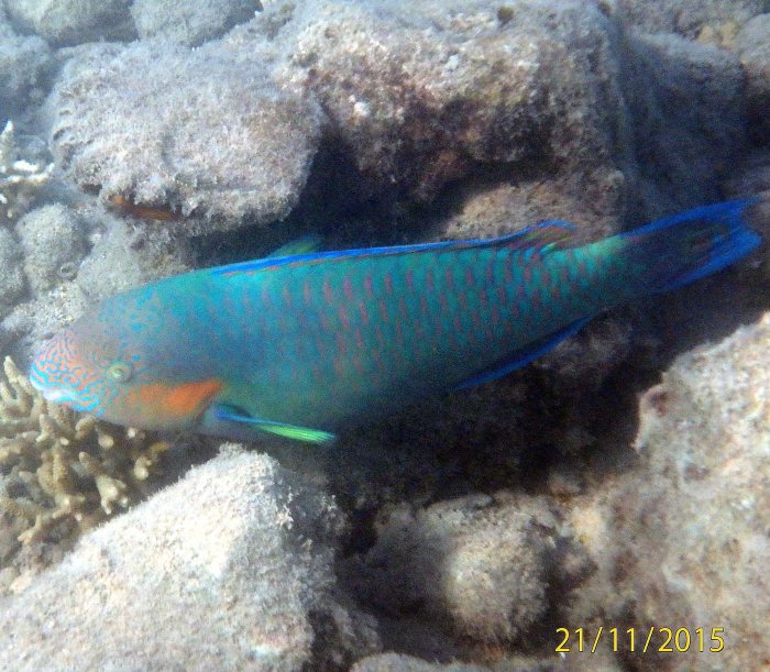 Scarus rivulatus