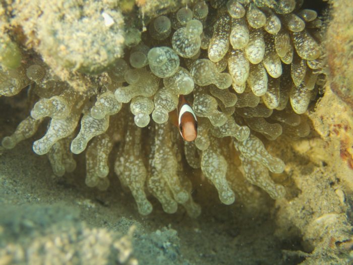 Amphiprion clarkii