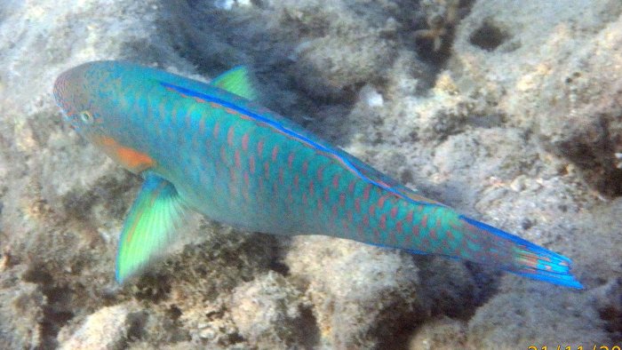 Scarus rivulatus
