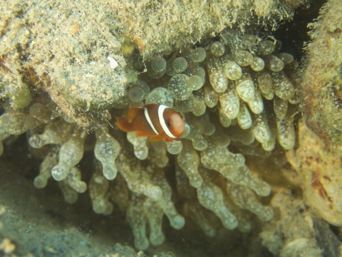 Amphiprion clarkii
