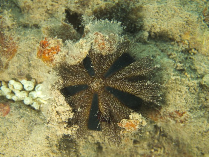 Mespilia globulus